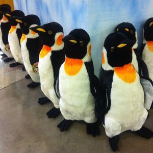 Meet your Posher, Bee